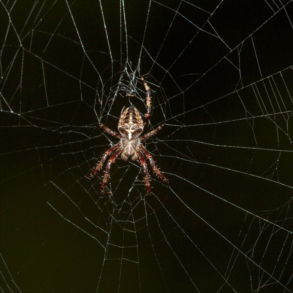 Araneus sp.