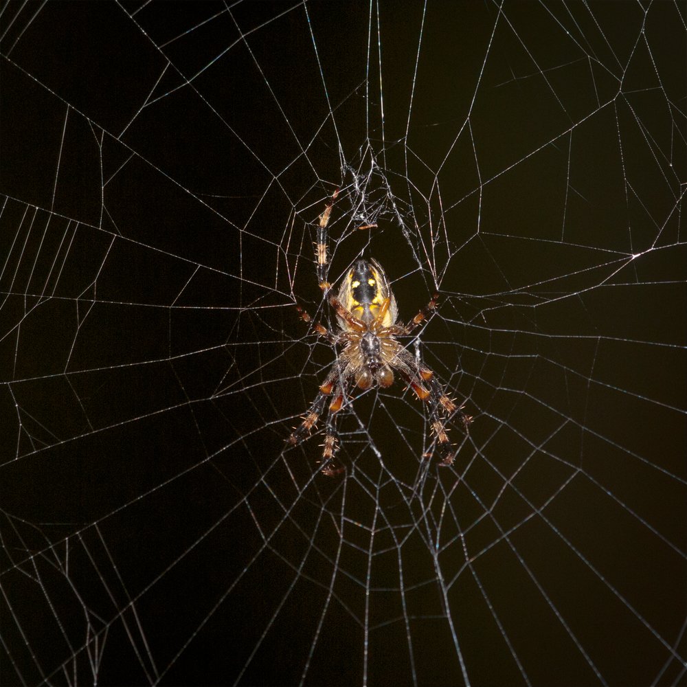 Araneus sp.