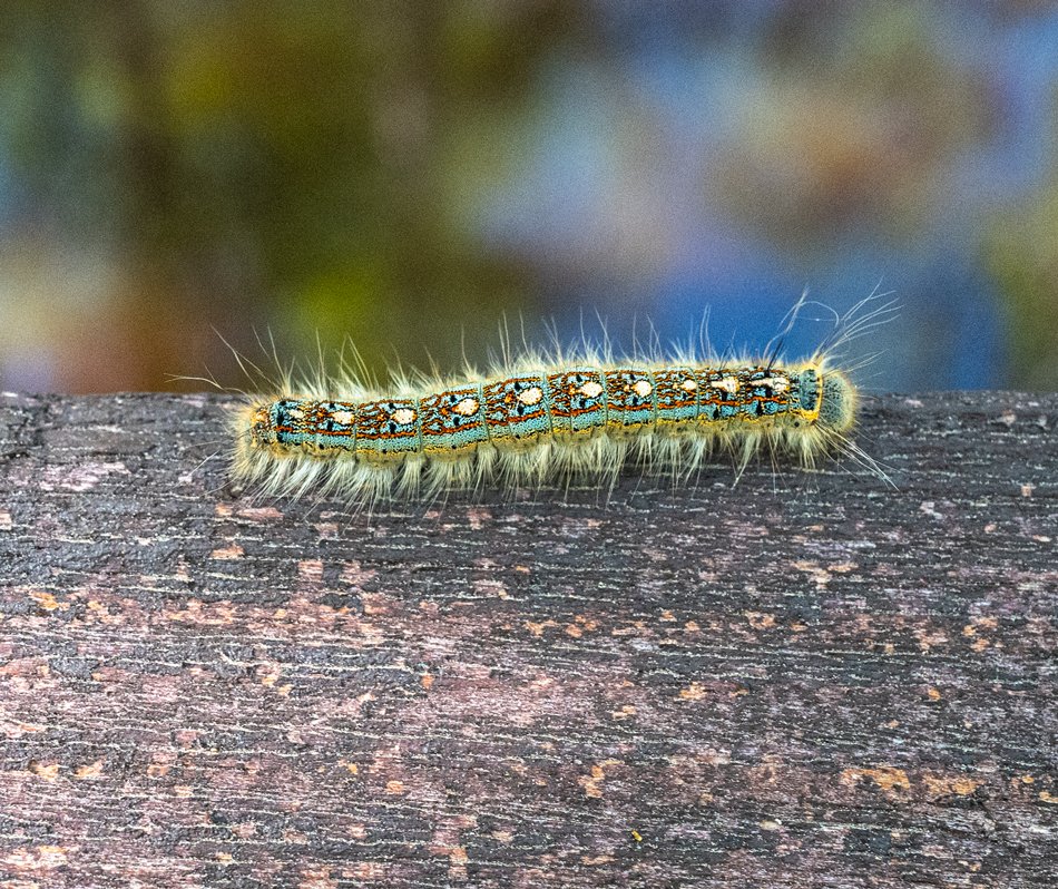 Forest Tent Caterpillar