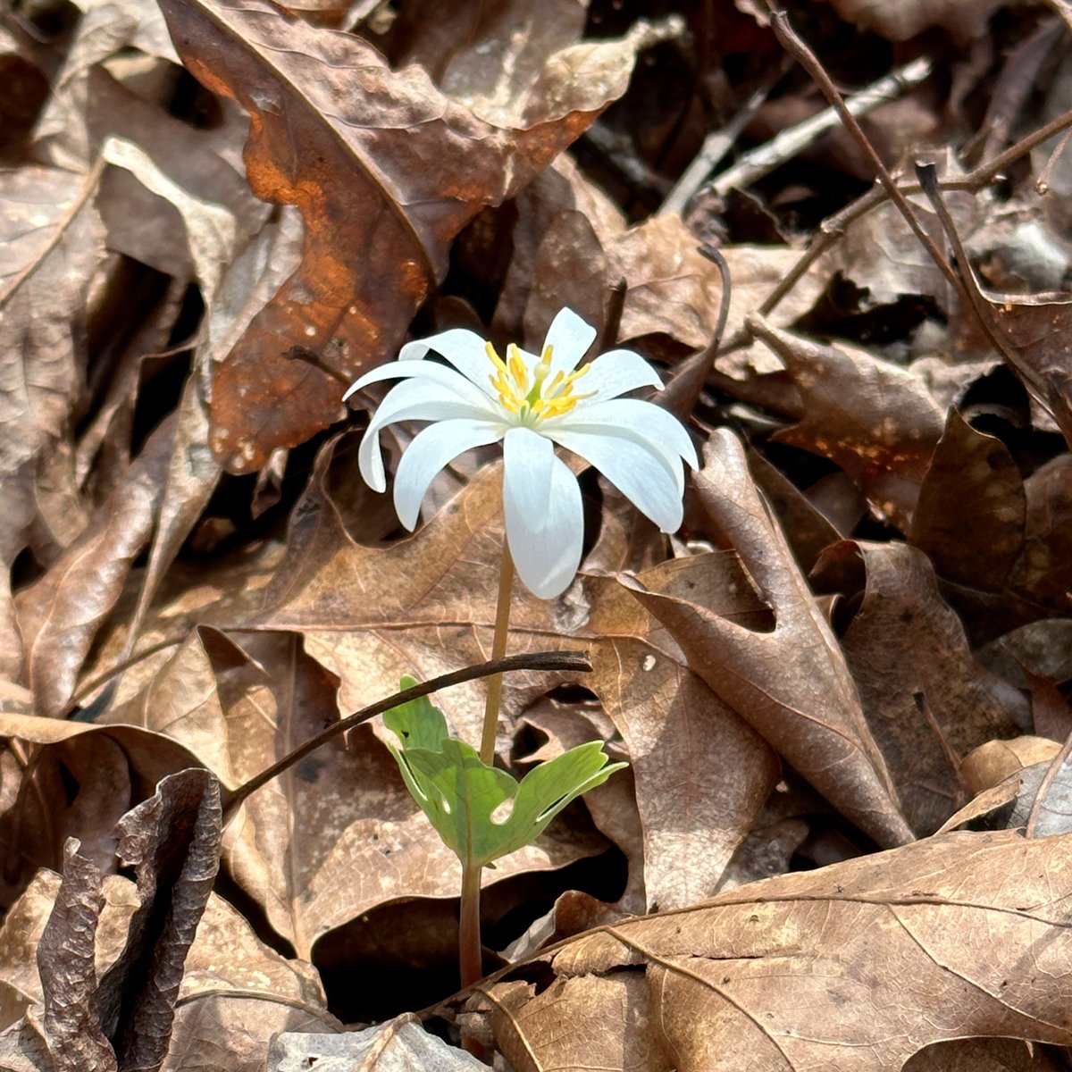 bloodroot_1_02.20.2023.jpg