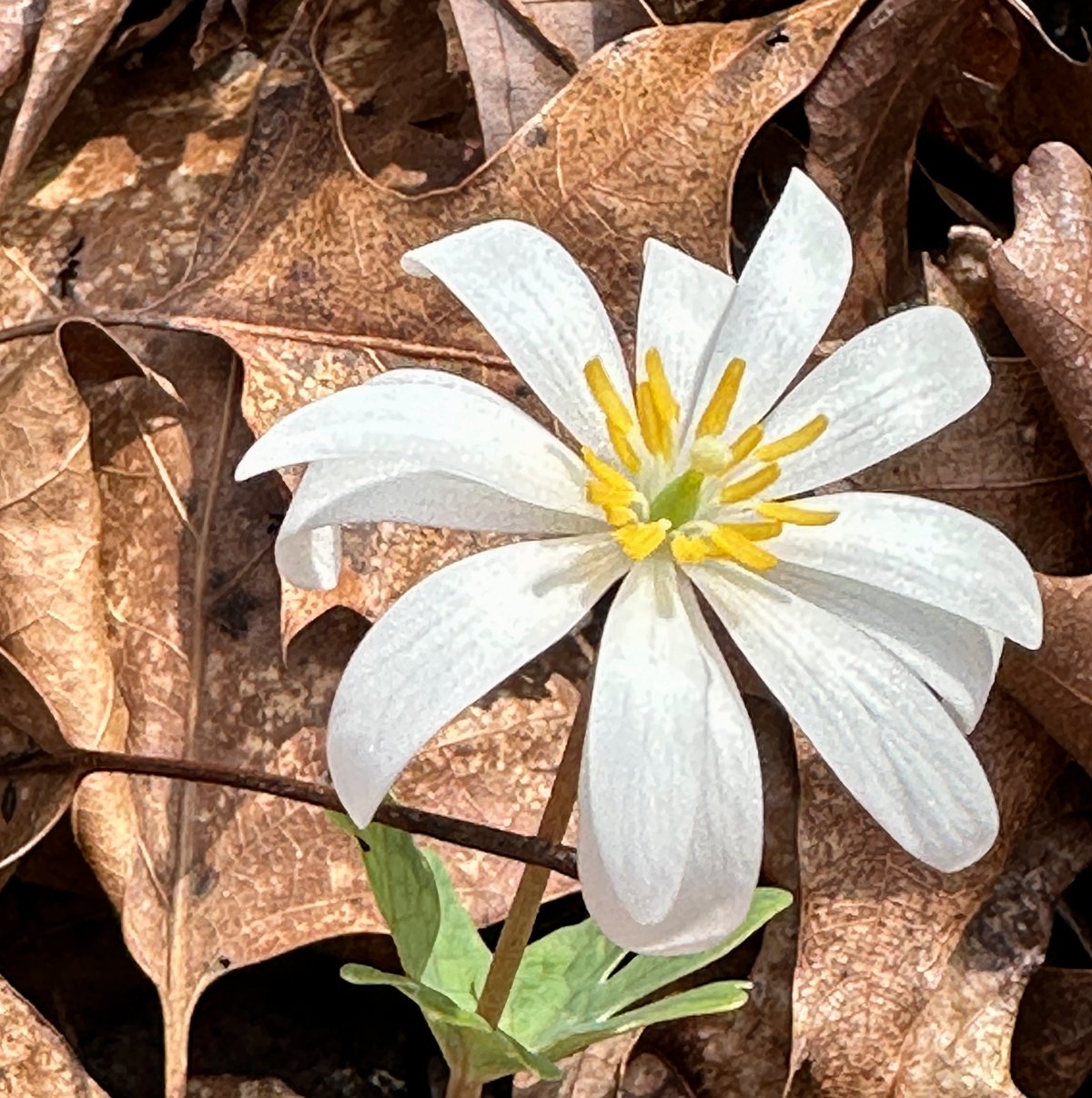 bloodroot_2_02.20.2023.jpg