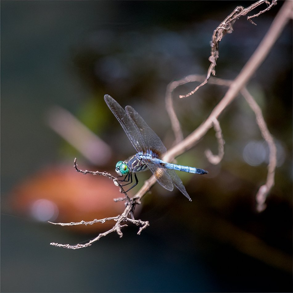 Blue Dasher (Male)