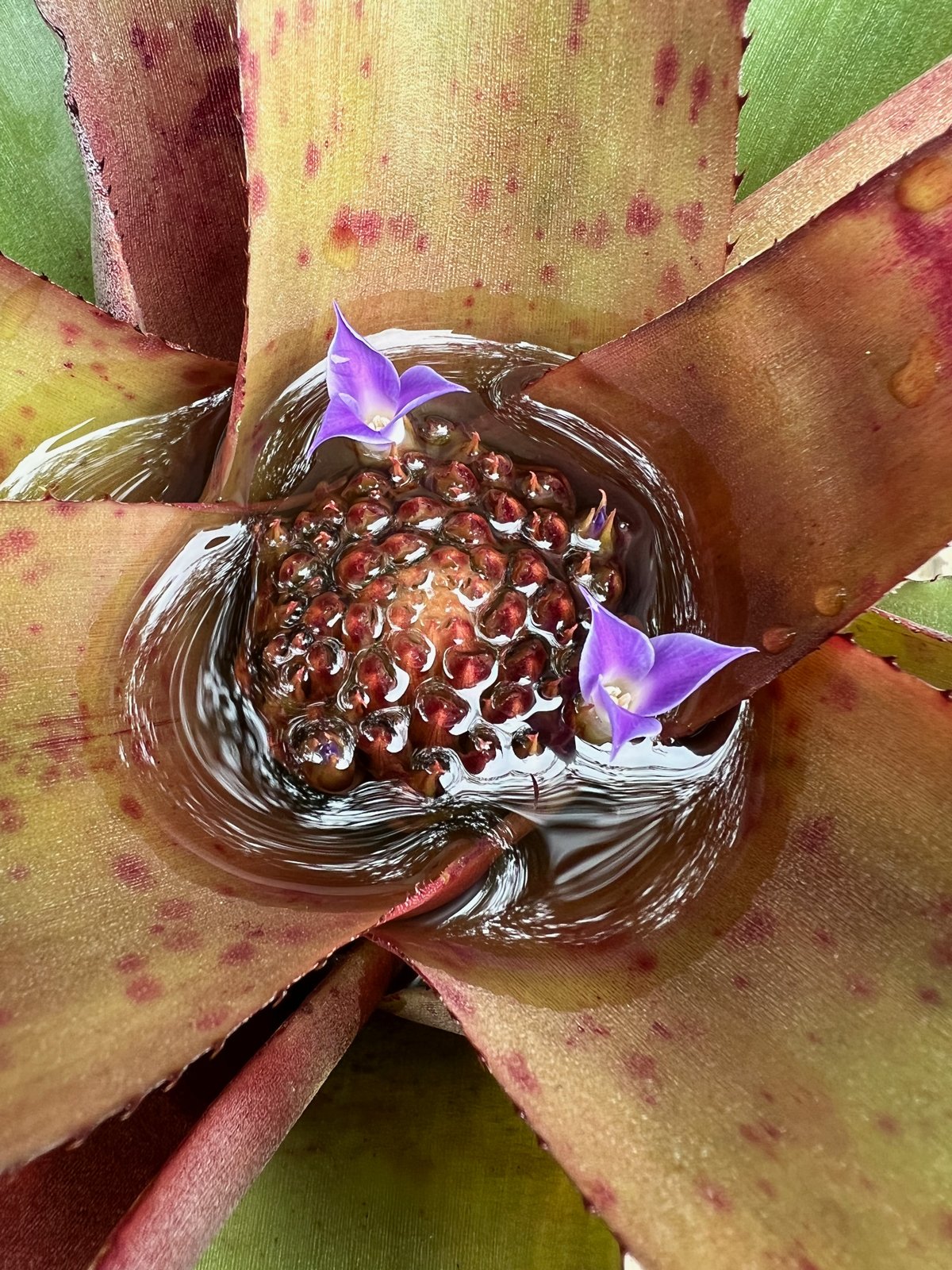 Bromeliad