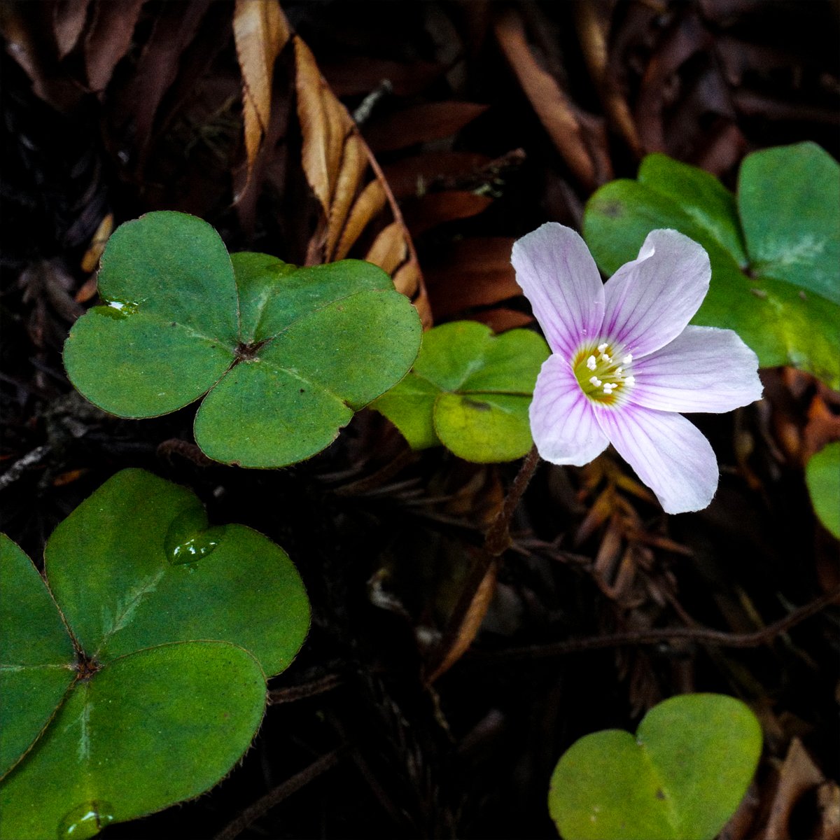 Mountain Wood Sorrel