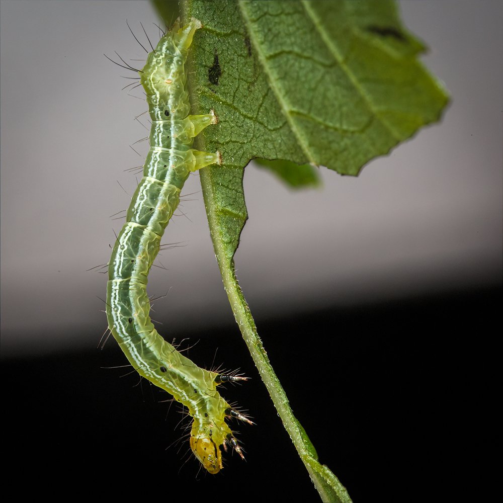 Geometrid Caterpillar (Larva)