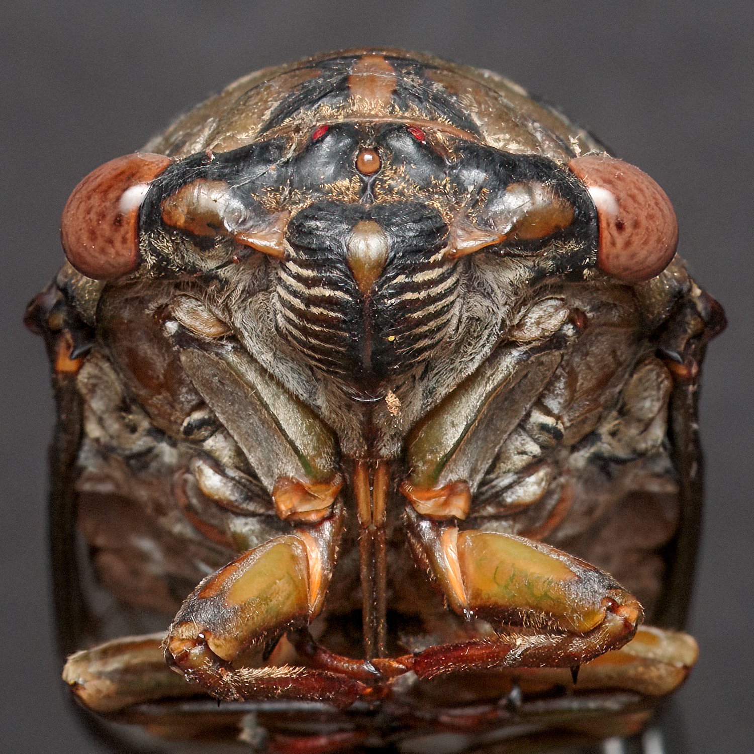 cicada_anterior_9.8.2022_001-3.jpg