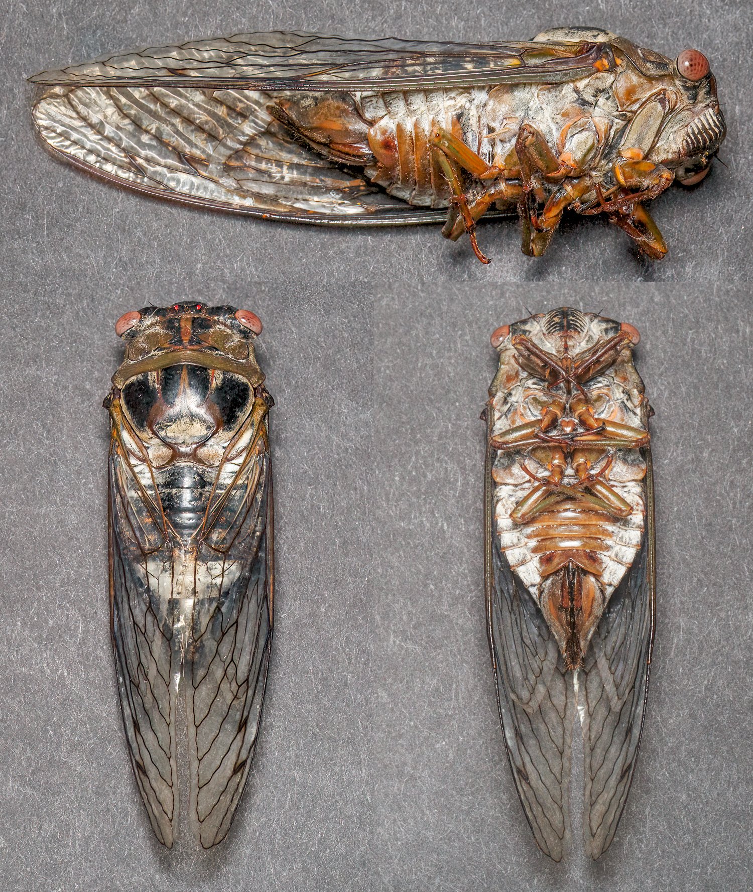 cicada_composite_9.8.2022_003-2.jpg