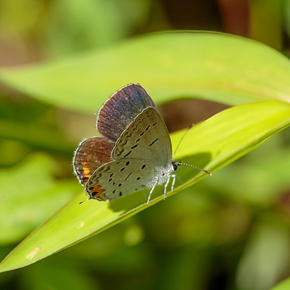 Eastern Tailed Blue