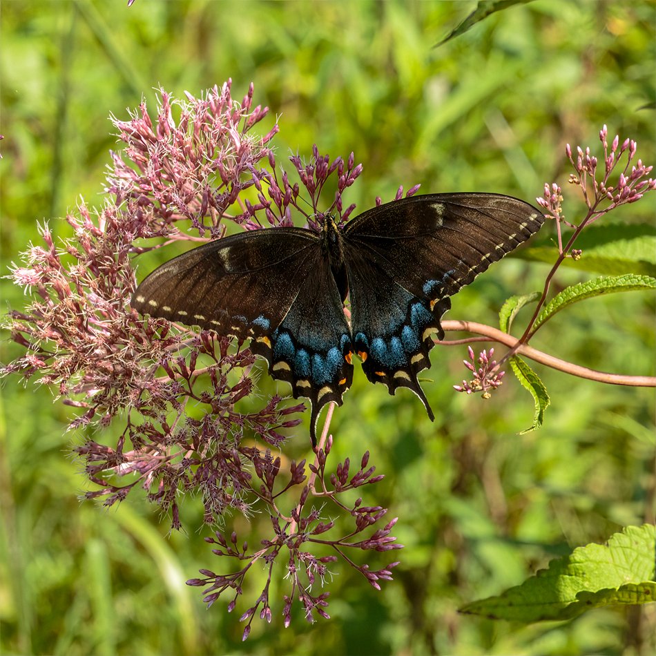 Eastern Tiger Swallowtail (black) Female