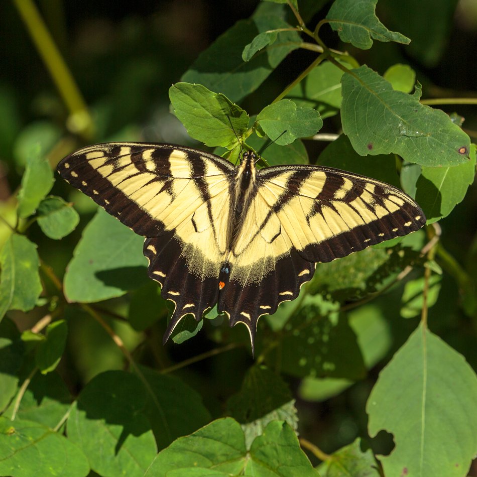 Eastern Tiger Swallowtail