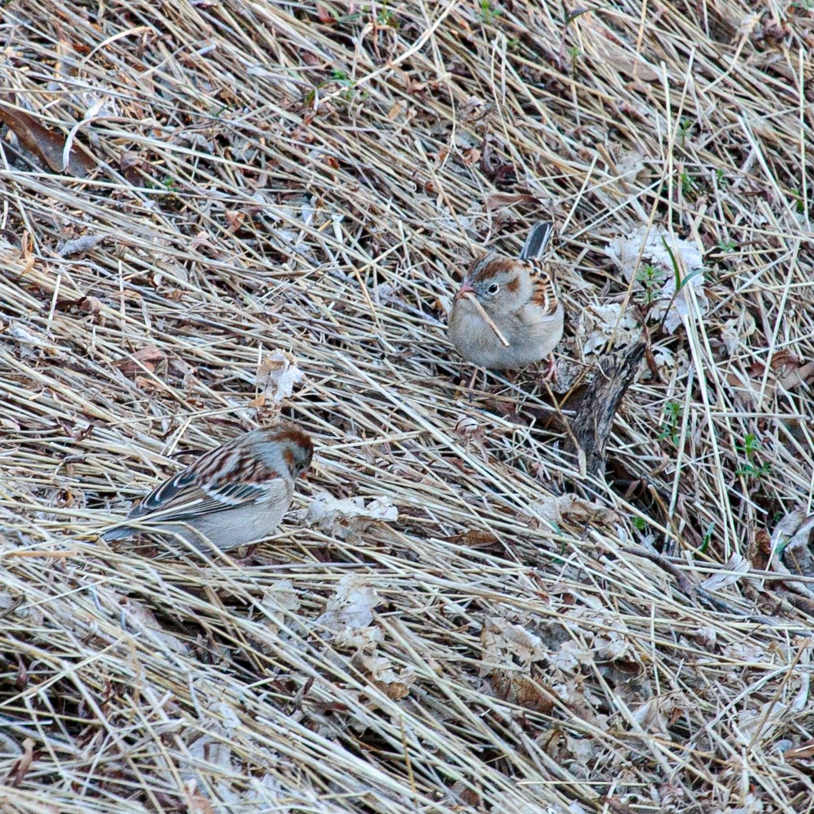 Field Sparrow