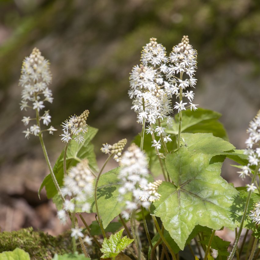 Foamflower