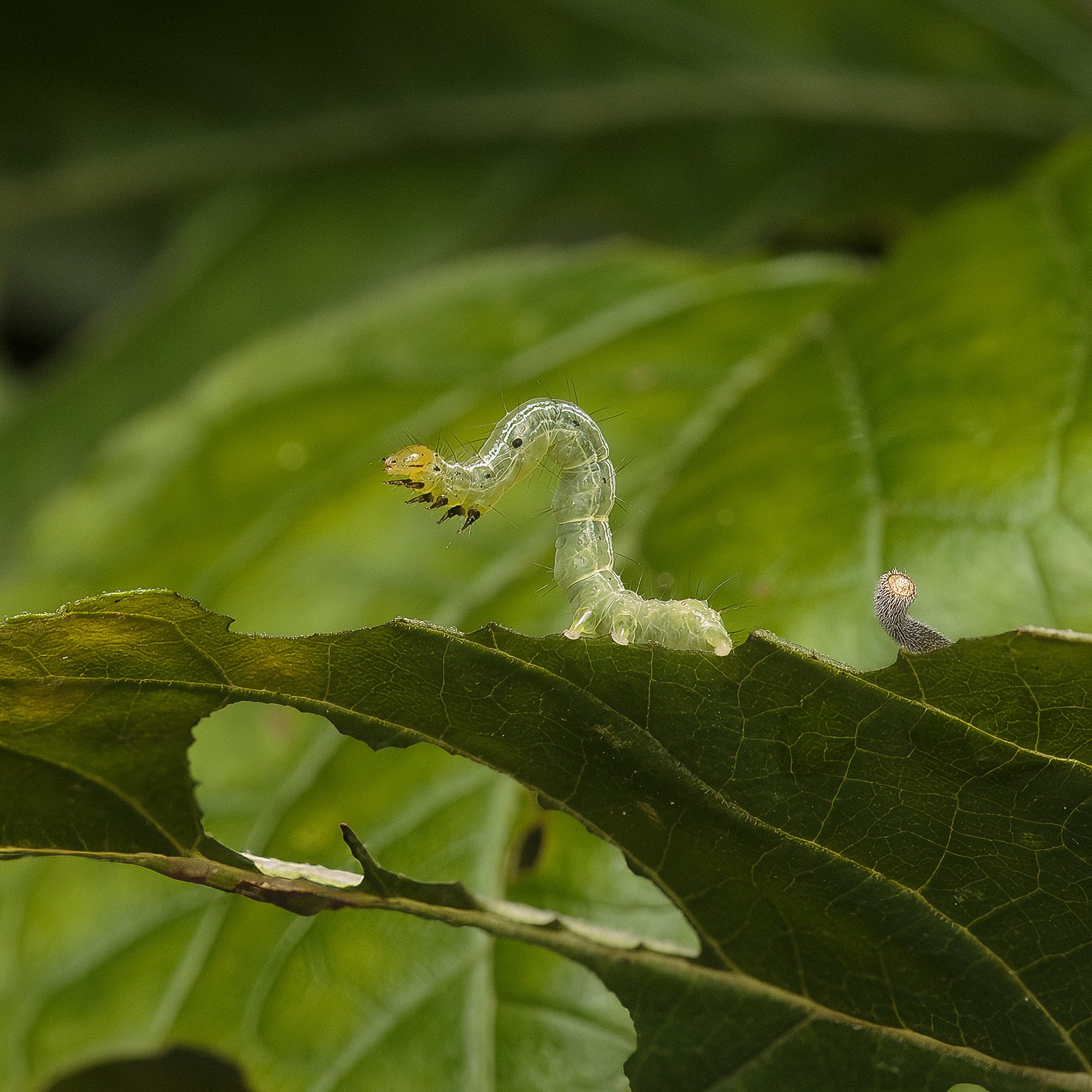 geometrid_caterpillar_9.4.2022.jpg