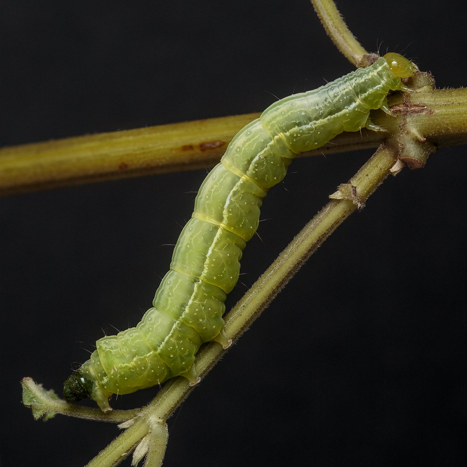 Geometrid Moth Larva