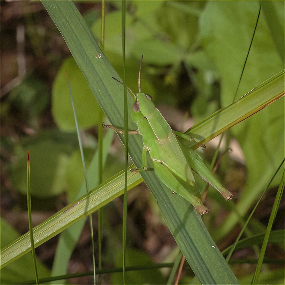 Short-horned Grasshopper (?)