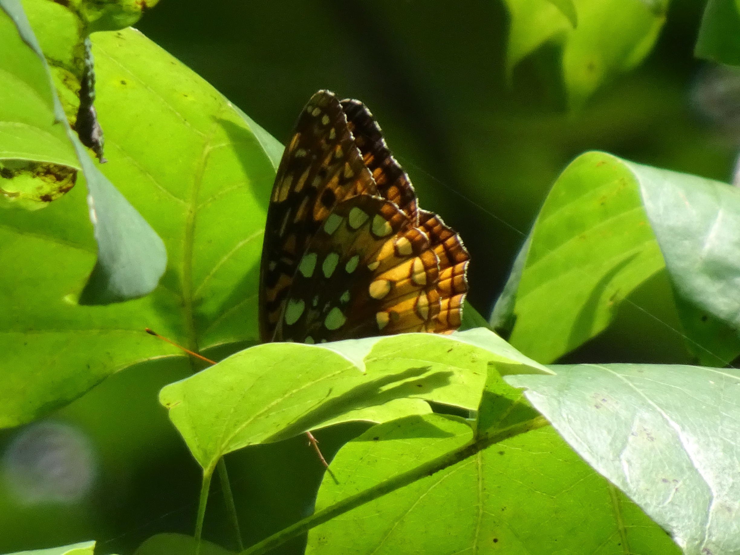 Great Spangled Fritillary, Lake Winfield Scott, GA 08.23.2022