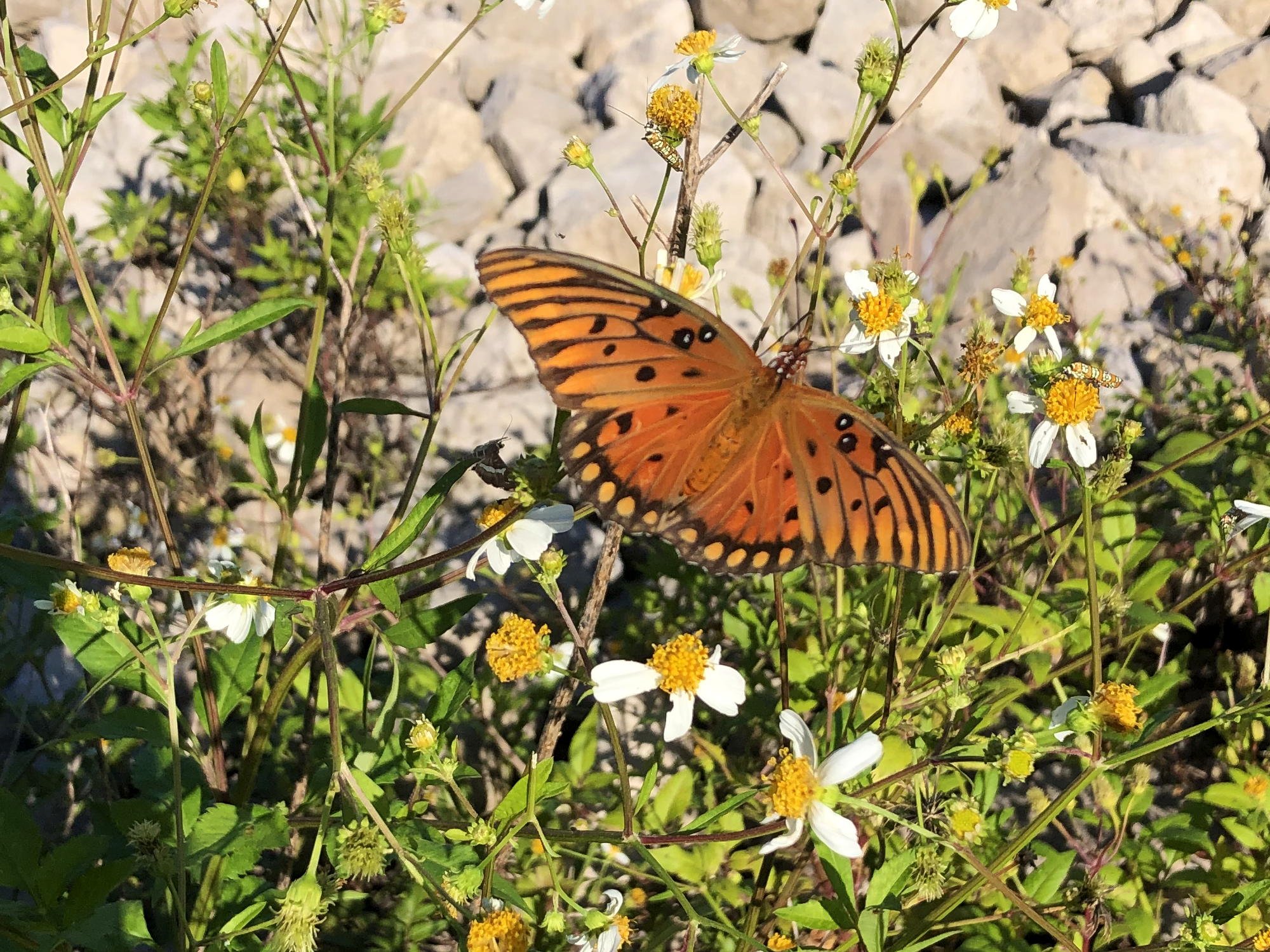 Gulf Fritillary, St. Marks NWR 09.25.2021