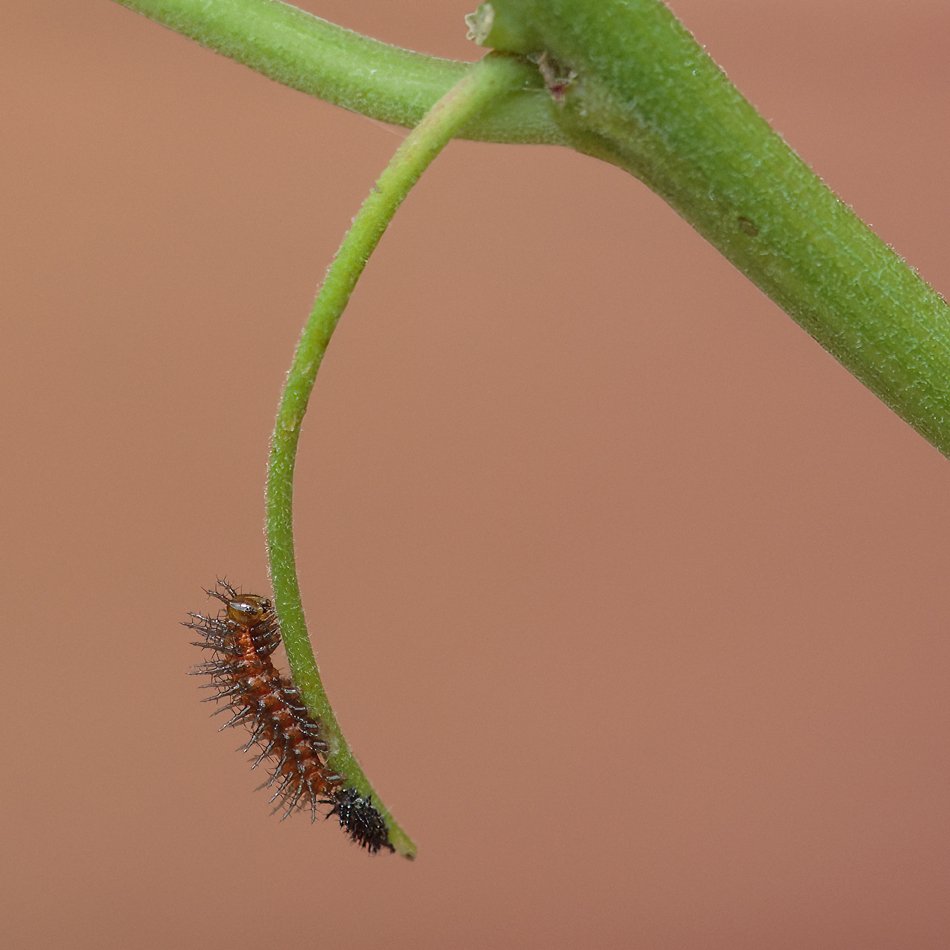 Gulf Fritillary (Larva)