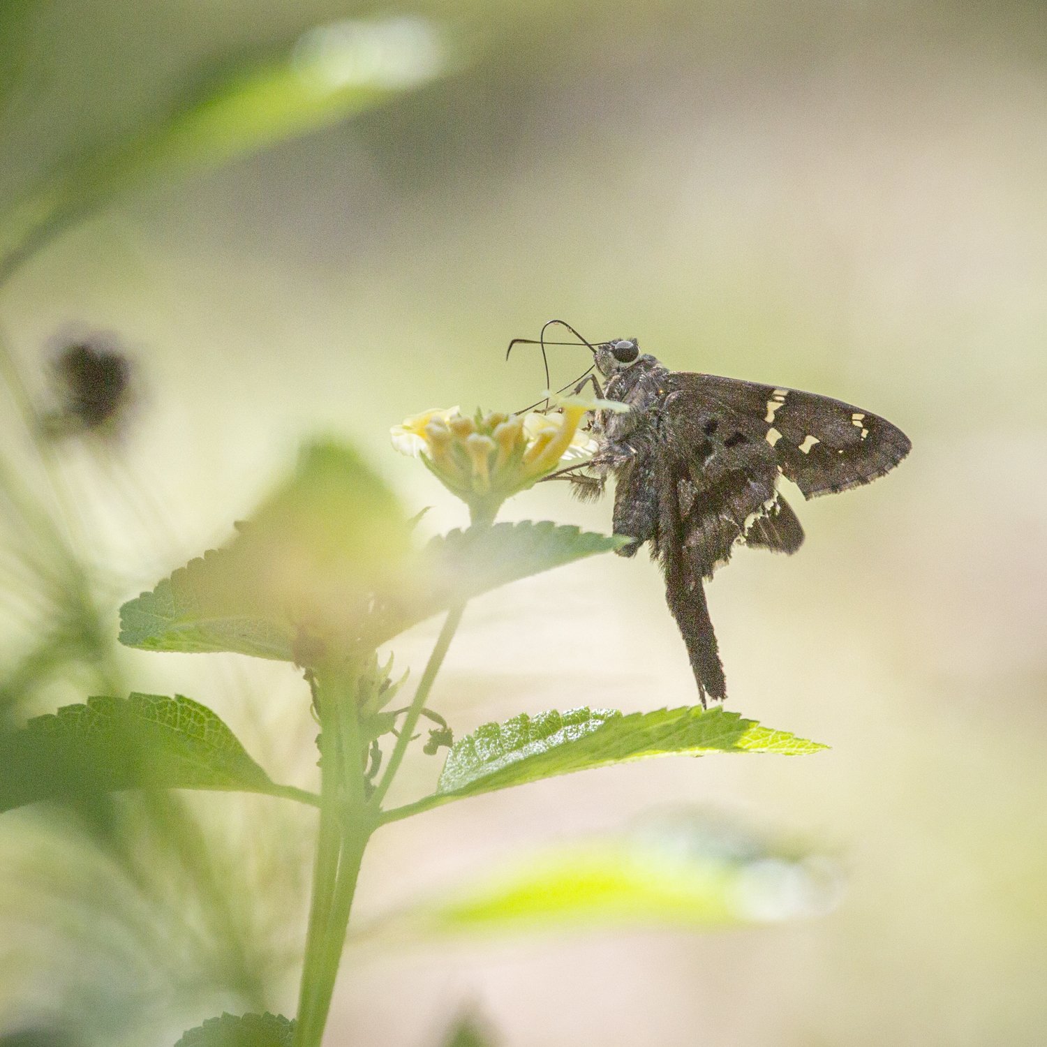 Long-tailed Skipper