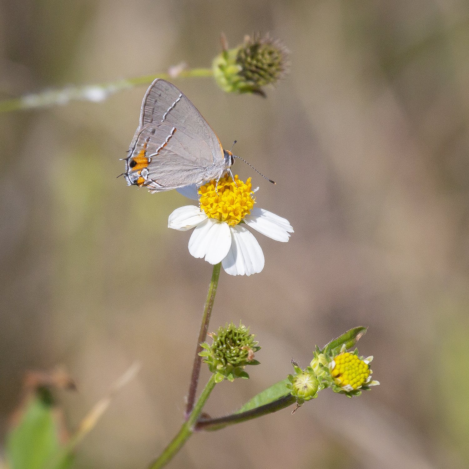 Gray Hairstreak