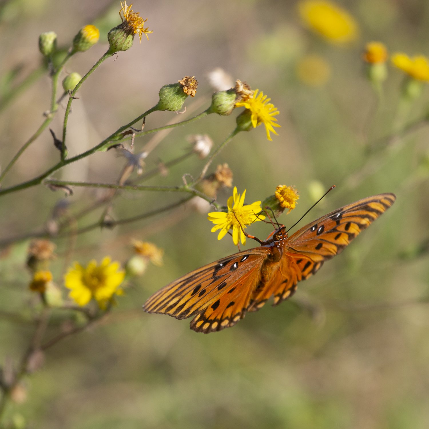 Gulf Fritillary