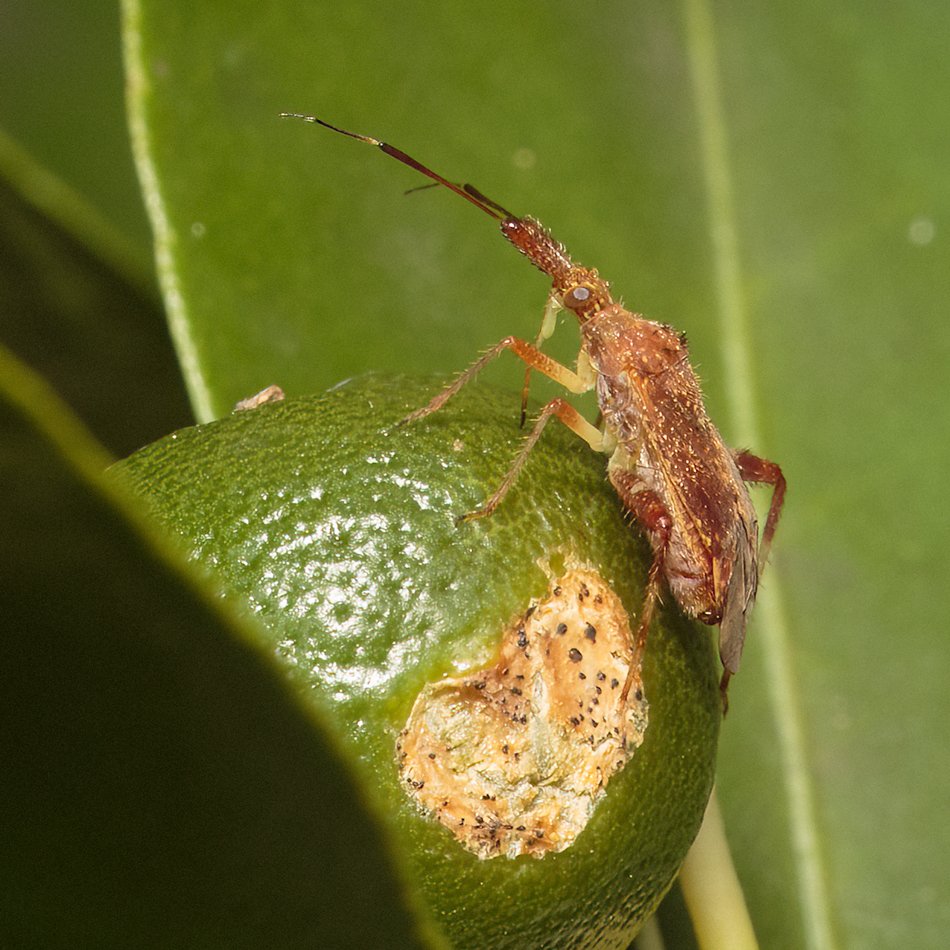 Hemipteran