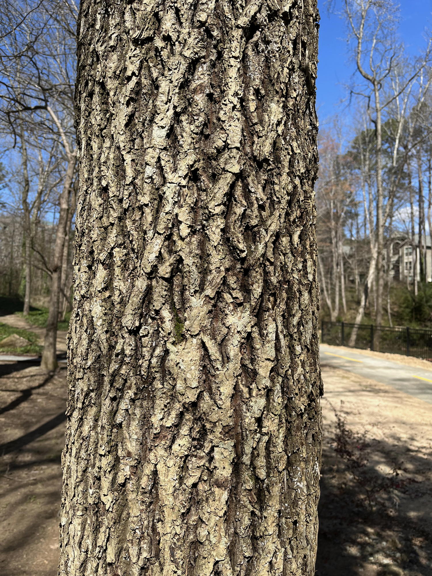 Hickory bark