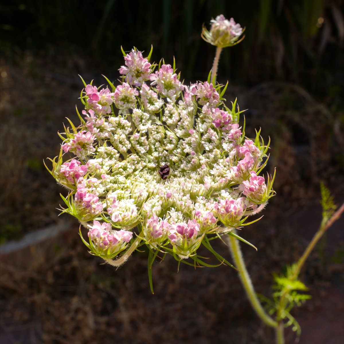 Queen Anne's Lace, Wild Carrot