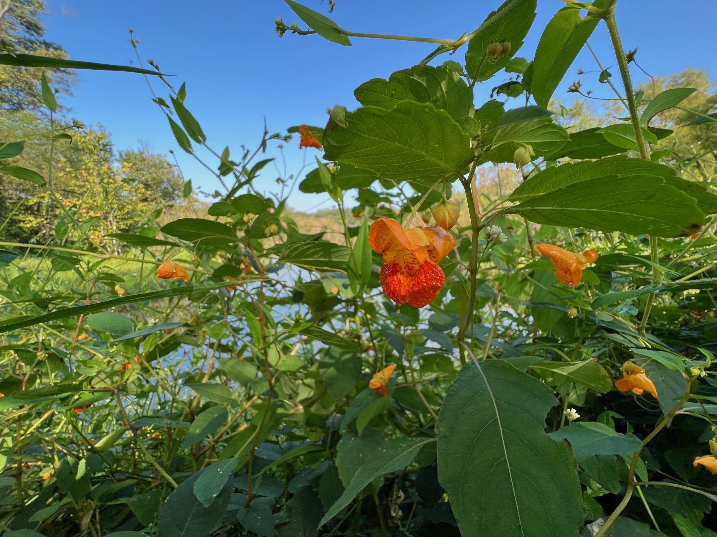 Orange Jewelweed