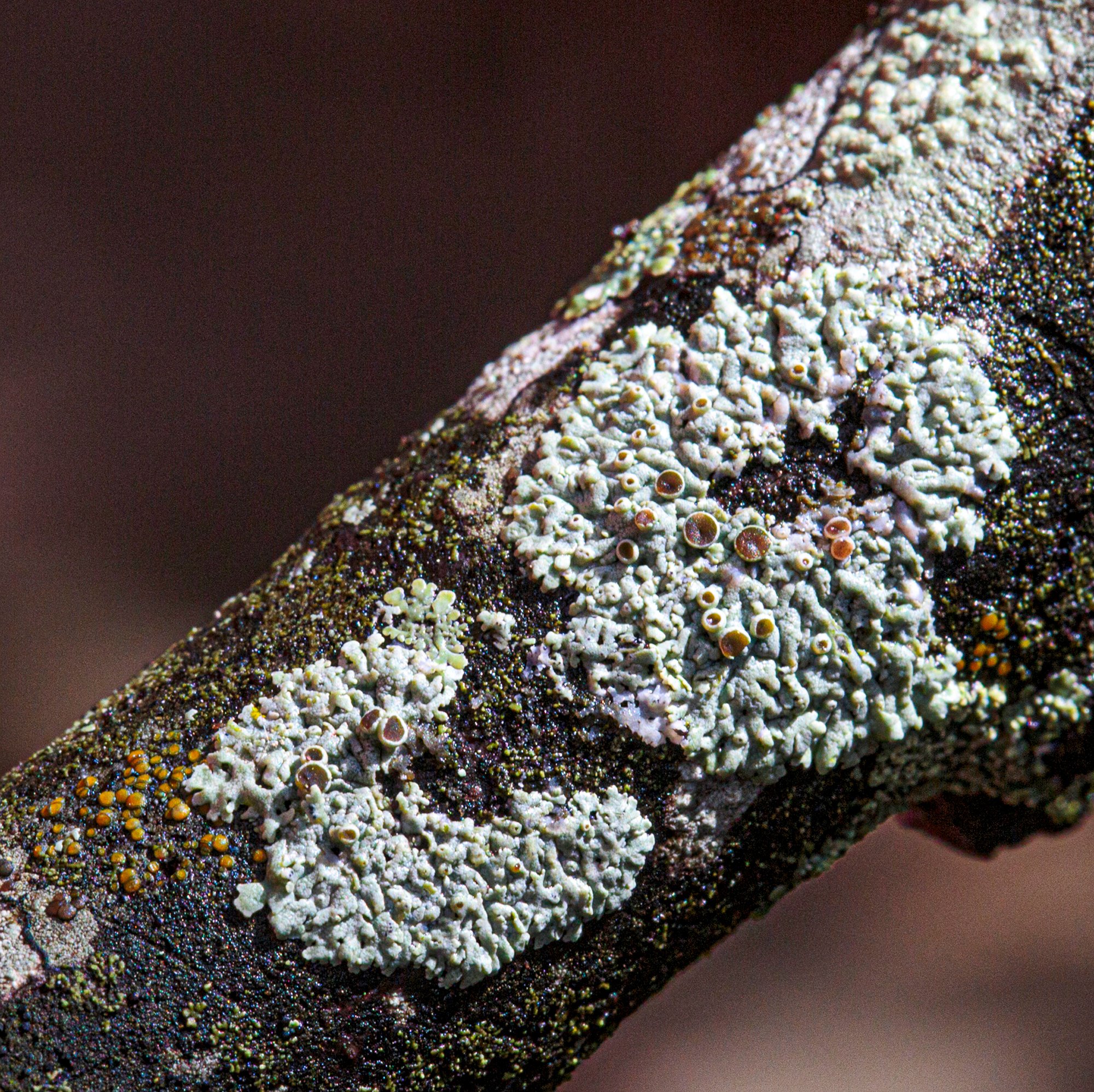 lichen-with-apothecia.jpg