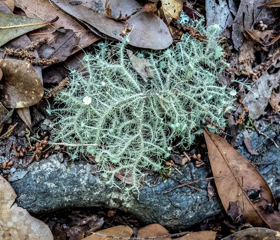 Lichen... I'll find it.