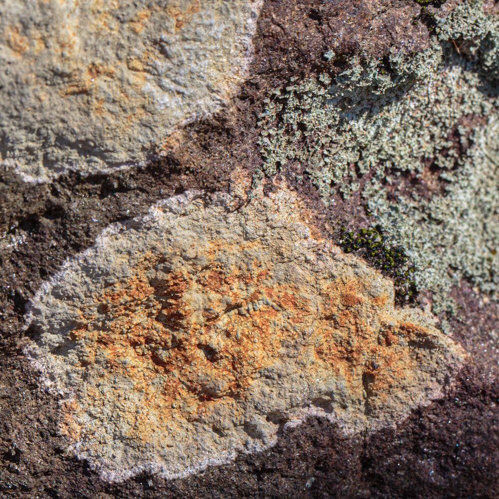 lichen_const_1.jpg