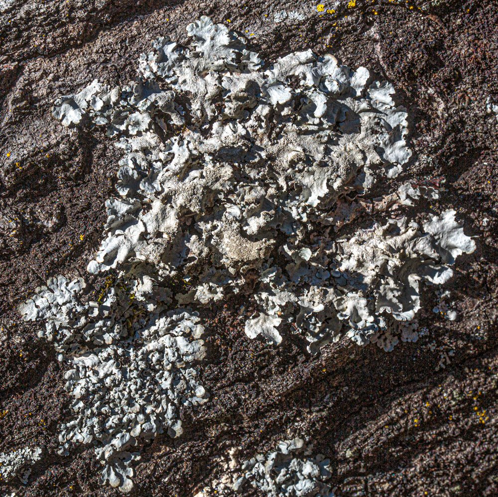 lichen_const_4.jpg