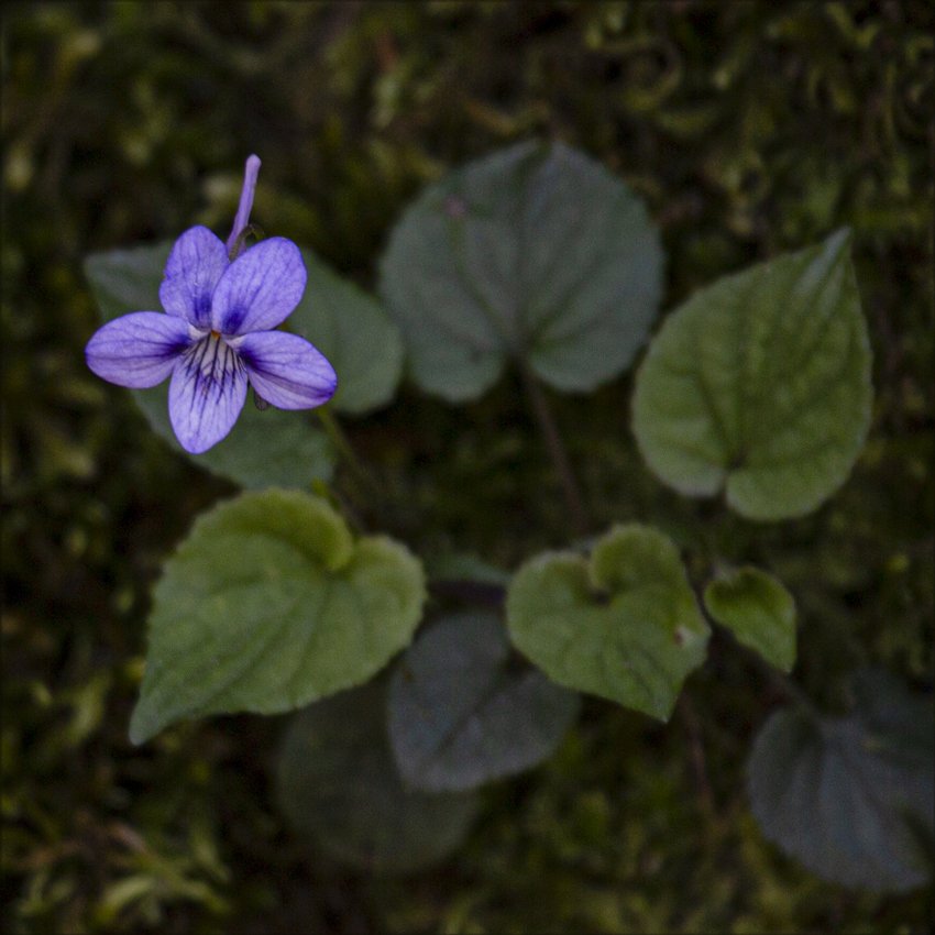 Long-spur Violet