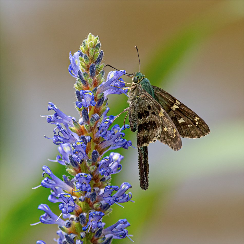 Long-tailed Skipper