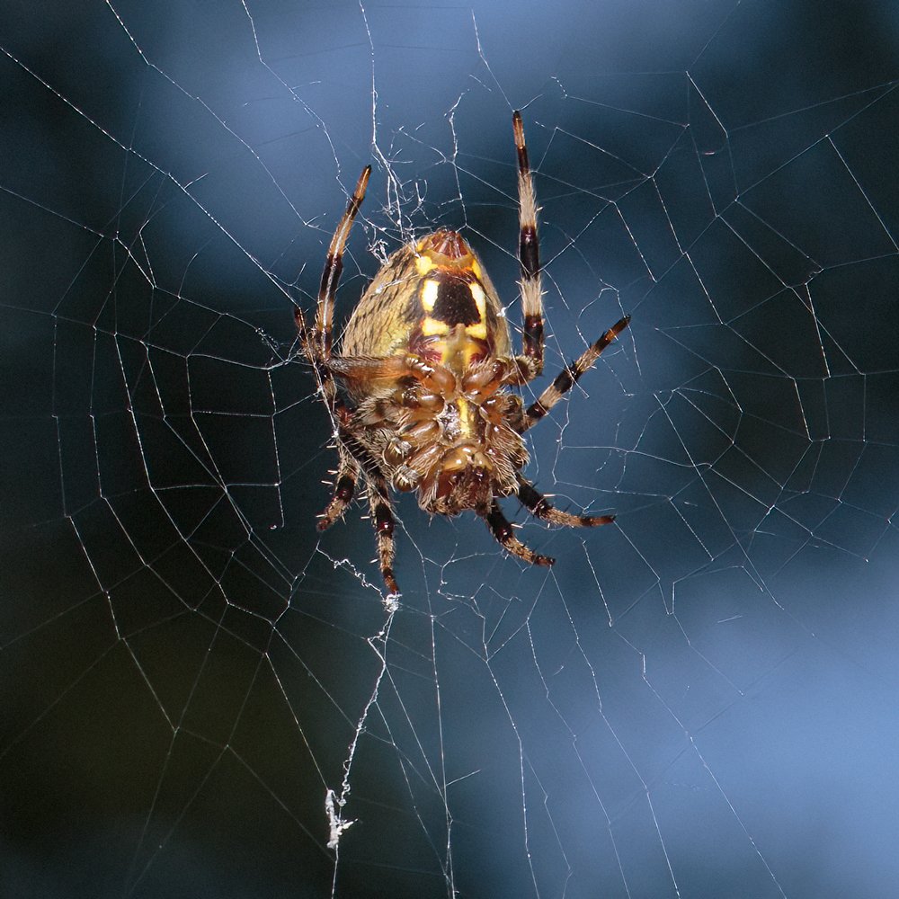 new-porch-spider_9.1.2022_004.jpg