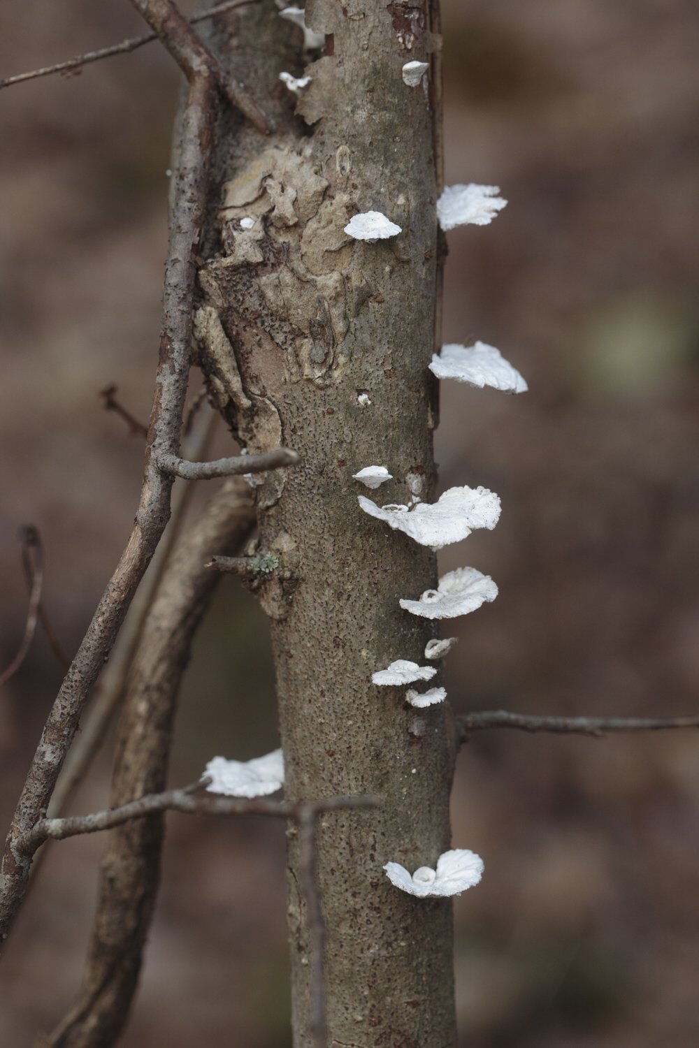 Little Nest Polypore