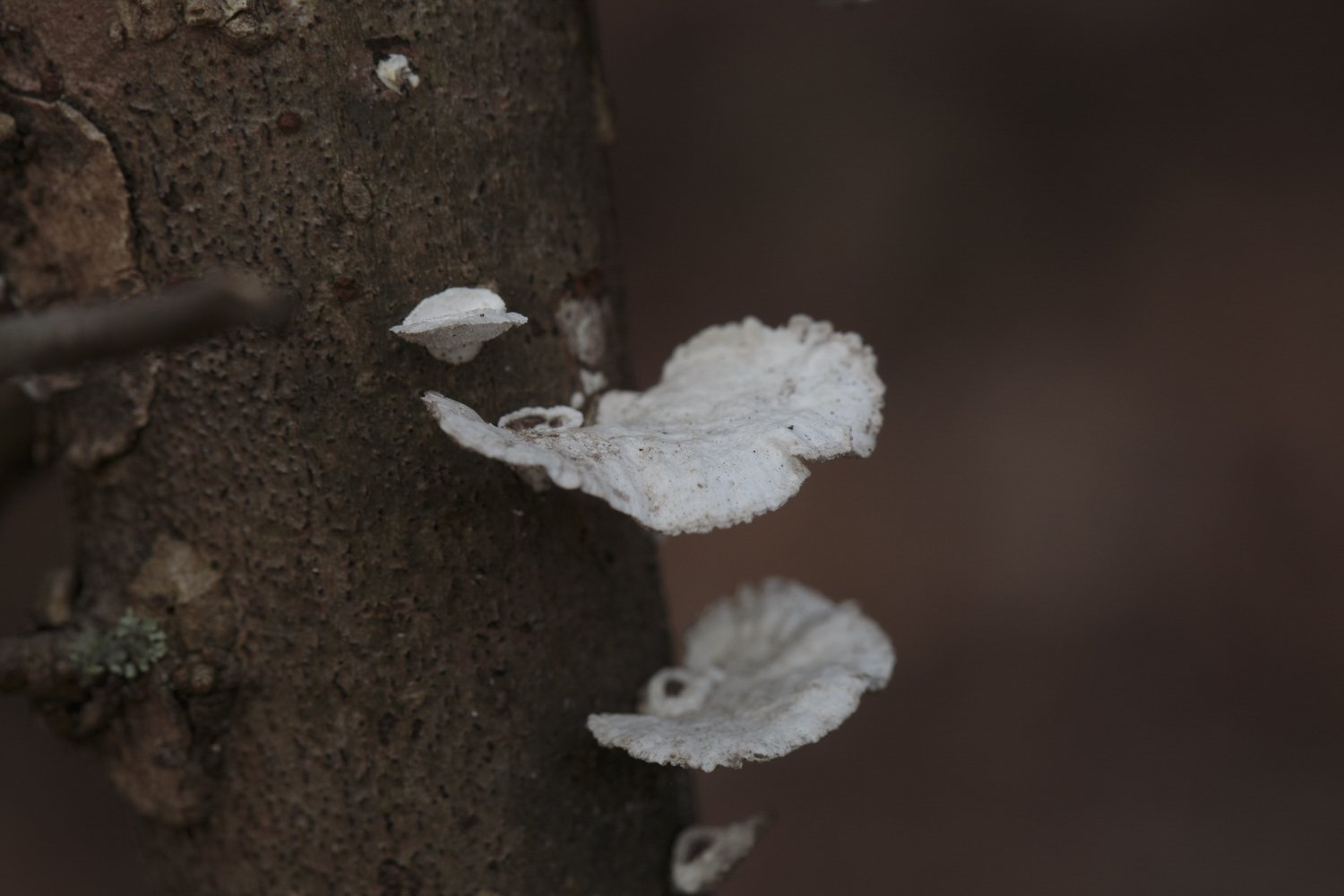 Little Nest Polypore