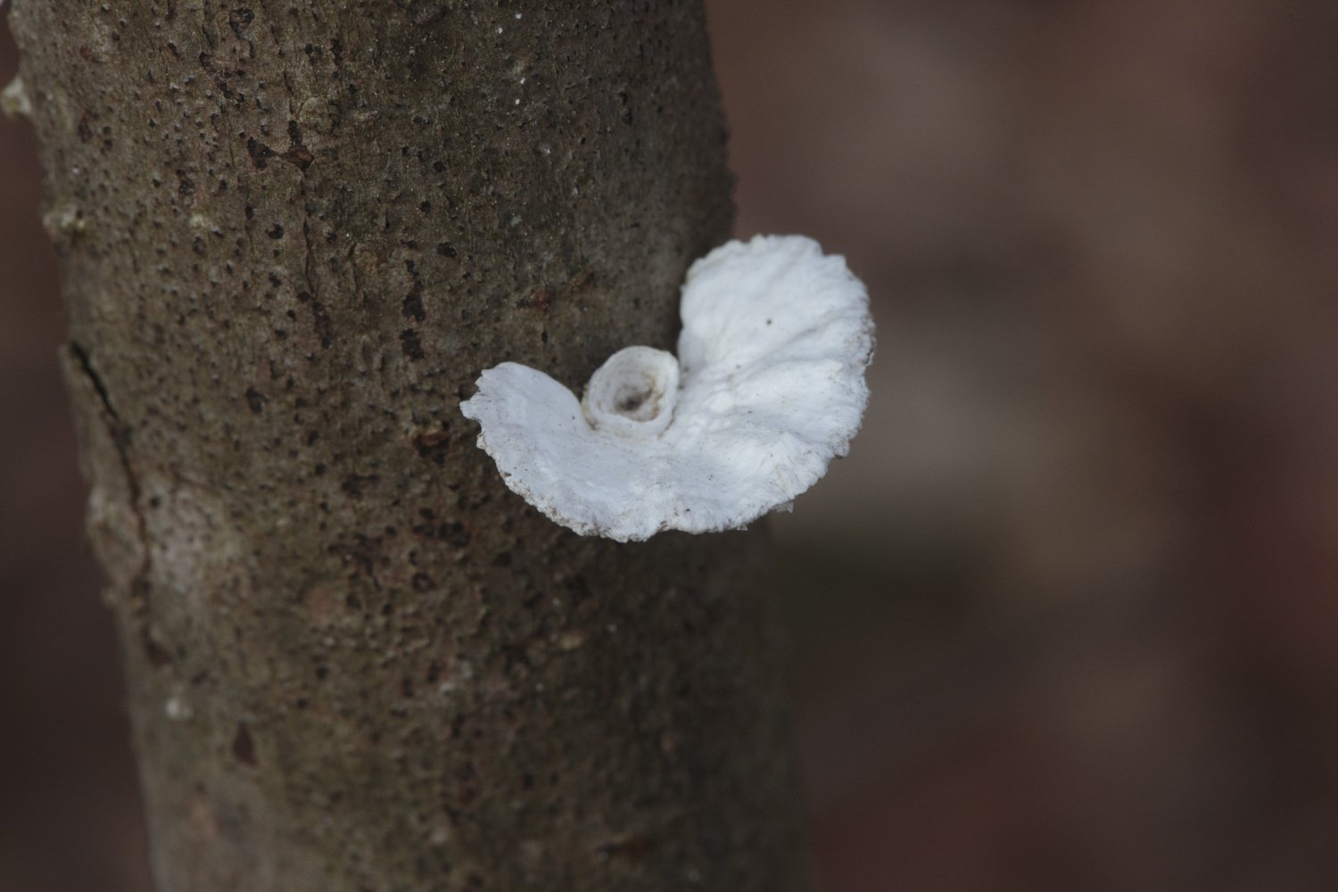 Little Nest Polypore