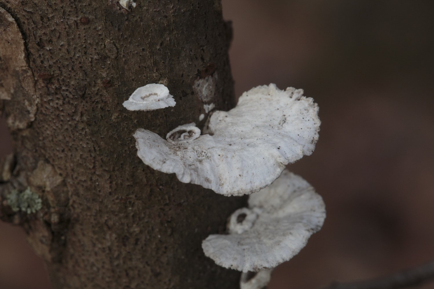 Little Nest Polypore