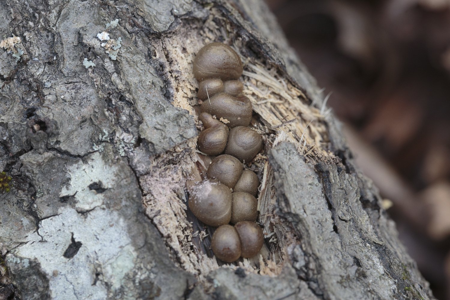 1-1.5 Cm Puffballs, Medium Brown