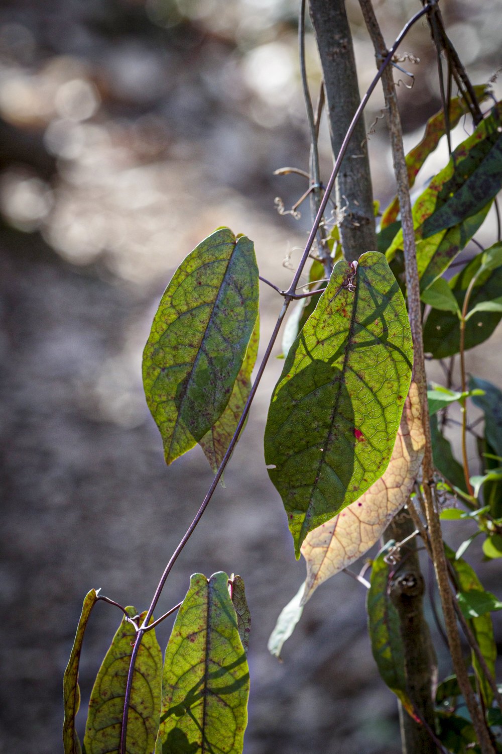 Cross-Vine