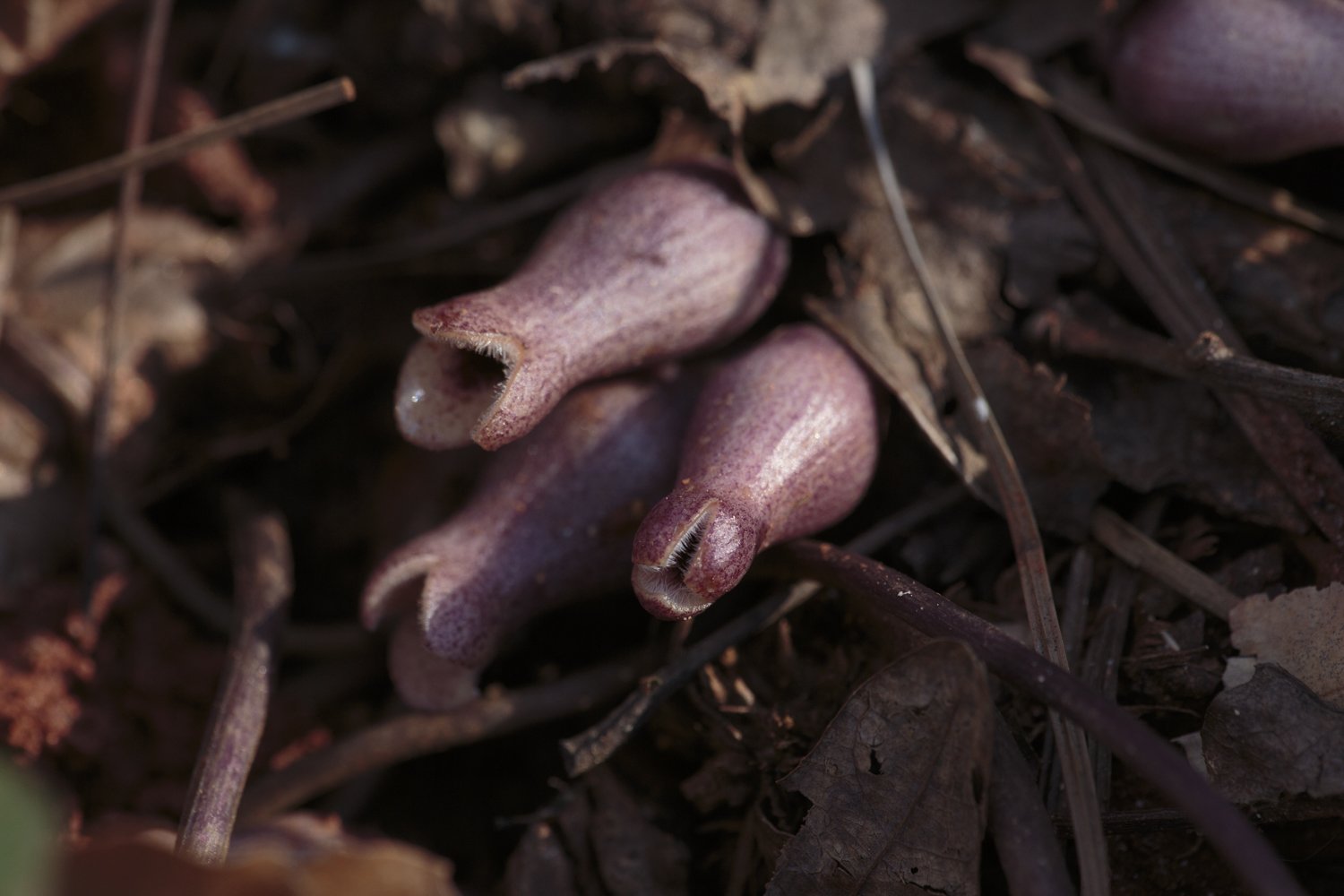 Heartleaf, Little Brown Jugs