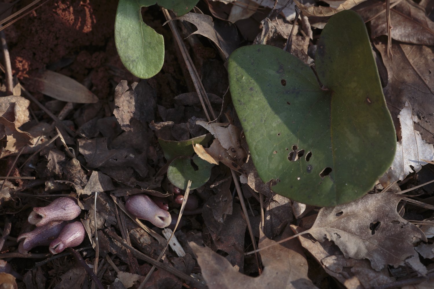 Heartleaf, Little Brown Jugs