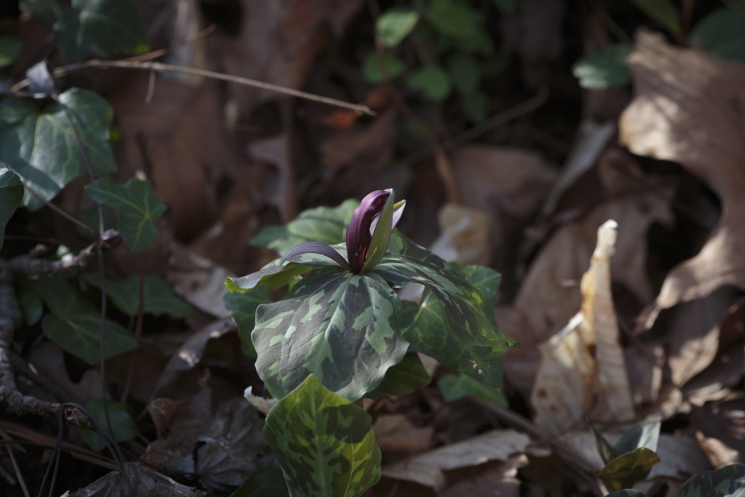 Purple Toadshade, Sweet Betsy