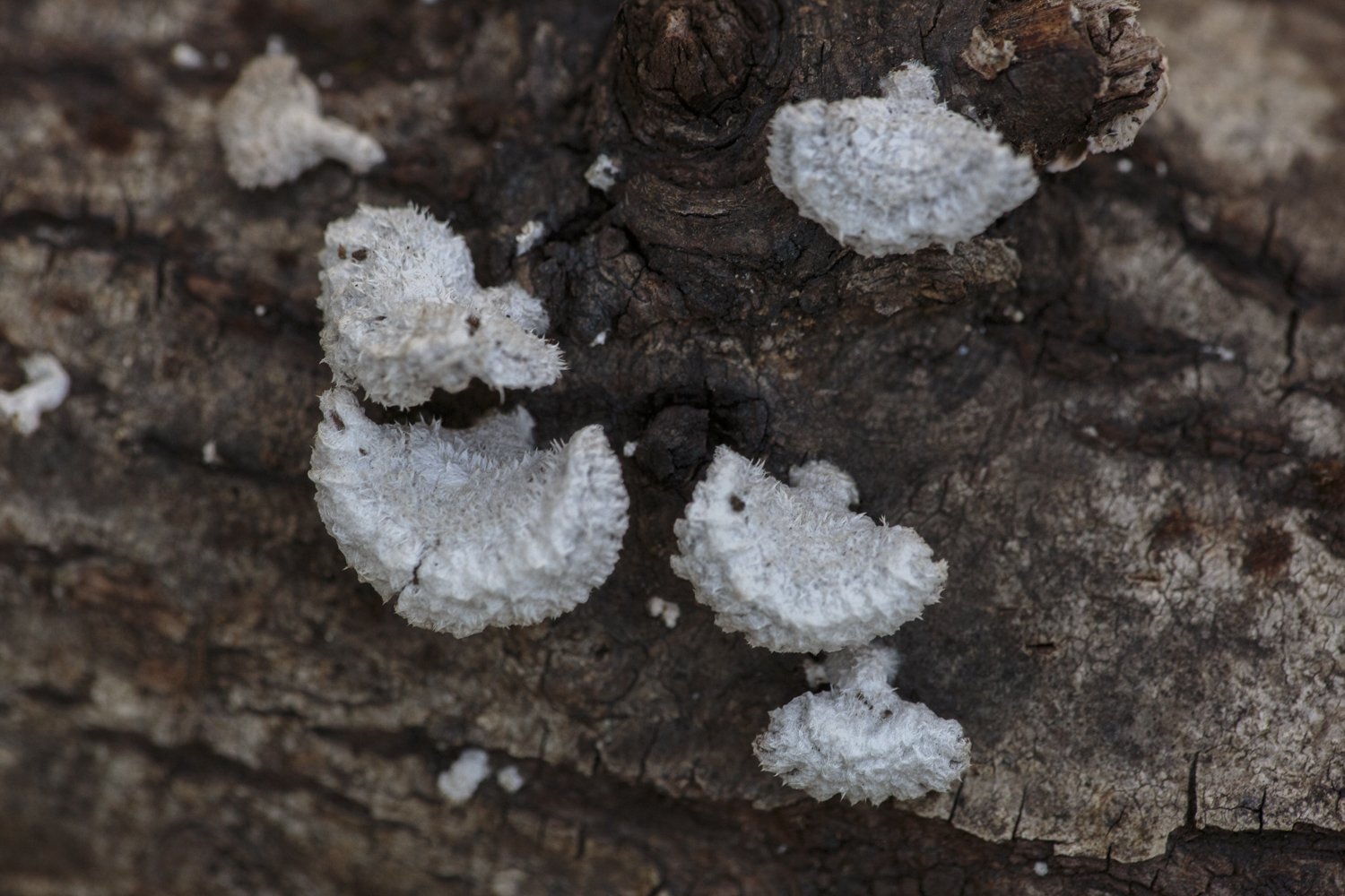 Small White Hairy Bracket Fungus