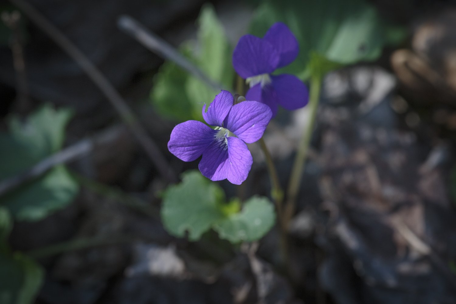 Common Blue Violet