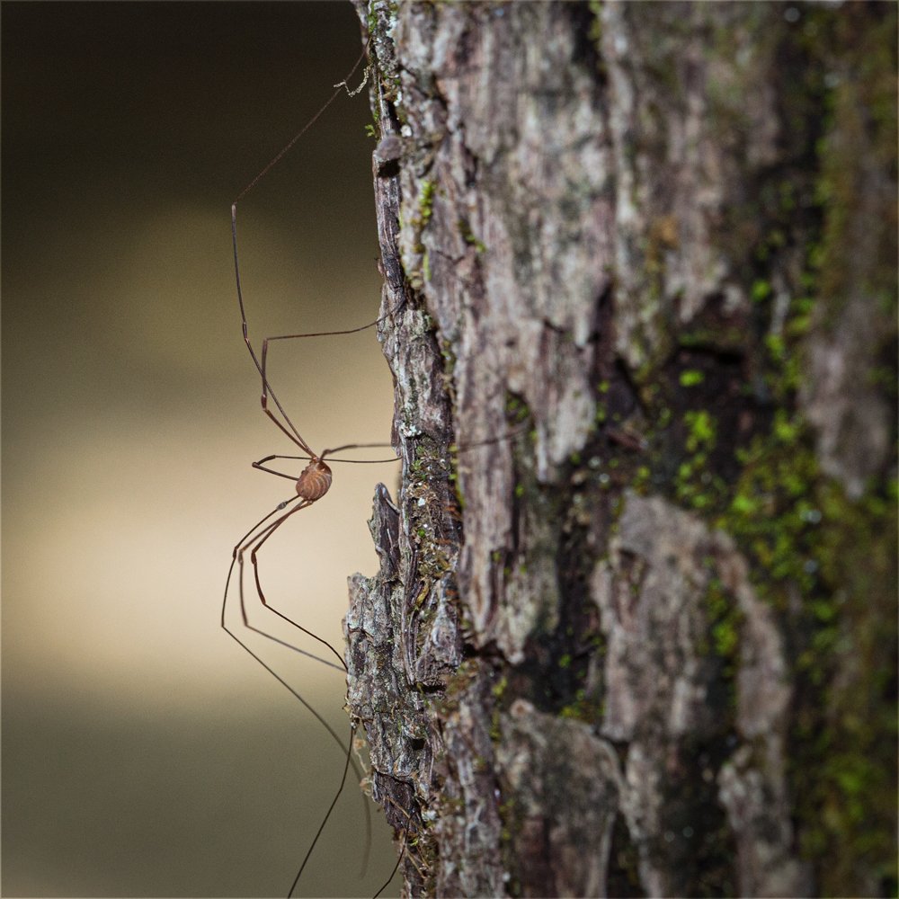 Harvestman