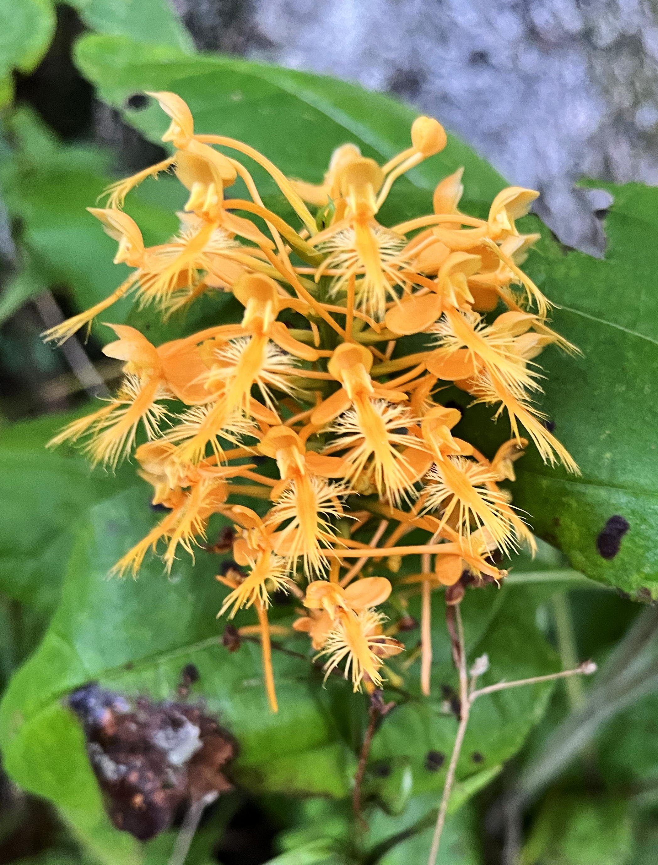 Orange Fringed Orchid, Lake Winfield Scott 08.22.2022