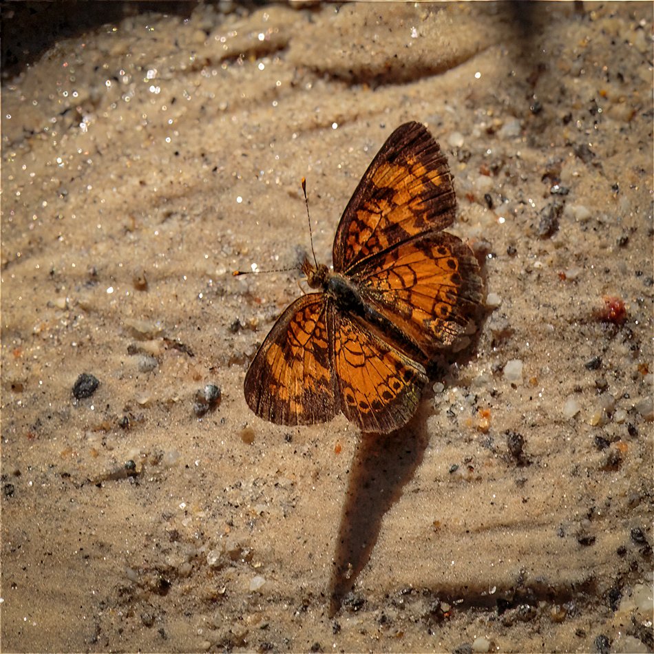 Pearl Crescent